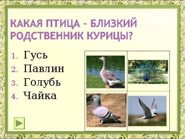 Гусь Павлин Голубь Чайка 