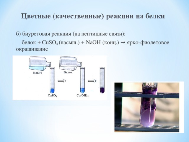 б) биуретовая реакция (на пептидные связи):  белок + CuSO 4 (насыщ.) + NaOH (конц.) → ярко-фиолетовое окрашивание 