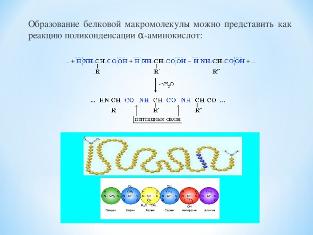 Образование белковой макромолекулы можно представить как реакцию поликонденсации α-аминокислот: 