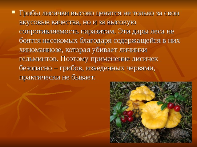 Грибы лисички высоко ценятся не только за свои вкусовые качества, но и за высокую сопротивляемость паразитам. Эти дары леса не боятся насекомых благодаря содержащейся в них хиноманнозе, которая убивает личинки гельминтов. Поэтому применение лисичек безопасно – грибов, изъеденных червями, практически не бывает. 
