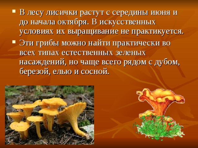 В лесу лисички растут с середины июня и до начала октября. В искусственных условиях их выращивание не практикуется. Эти грибы можно найти практически во всех типах естественных зеленых насаждений, но чаще всего рядом с дубом, березой, елью и сосной. 