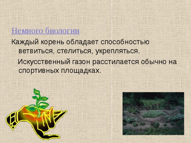 Немного биологии Каждый корень обладает способностью ветвиться, стелиться, укрепляться.  Искусственный газон расстилается обычно на спортивных площадках. 