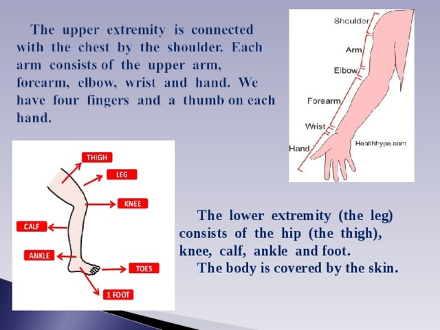  The lower extremity (the leg) consists of the hip (the thigh), knee, calf, ankle and foot.   The body  is covered by  the skin.  