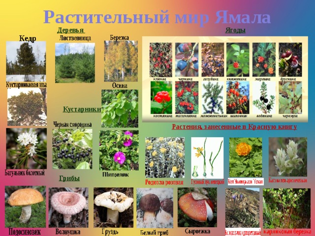 Растительный мир Ямала  Деревья  Ягоды            Кустарники     Растения, занесенные в Красную книгу       Грибы 