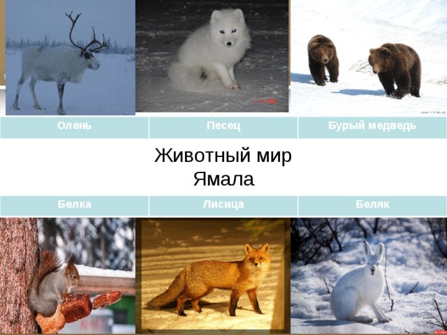 Олень Песец Бурый медведь Животный мир  Ямала Белка Лисица Беляк 