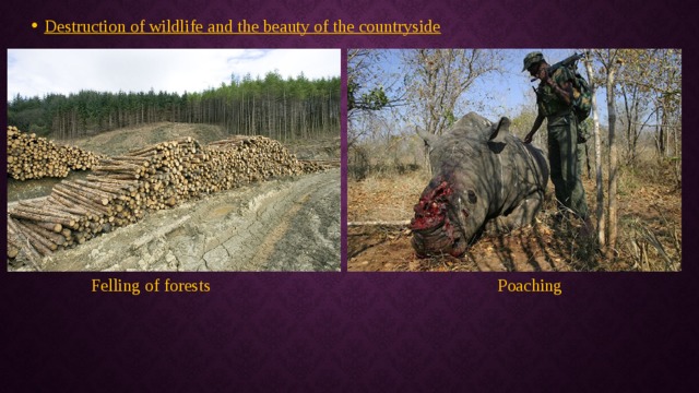 Destruction of wildlife and the beauty of the countryside Felling of forests Poaching 