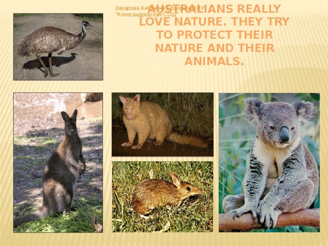 Australians really love nature. They try to protect their nature and their animals. Захарова Антонина Егоровна МОУ 
