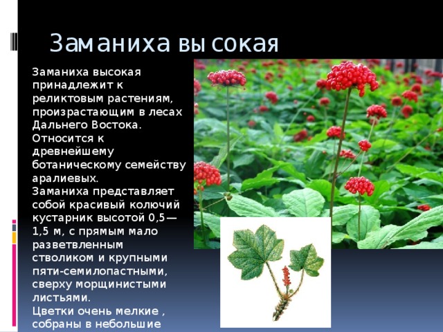 Заманиха высокая Заманиха высокая принадлежит к реликтовым растениям, произрастающим в лесах Дальнего Востока. Относится к древнейшему ботаническому семейству аралиевых. Заманиха представляет собой красивый колючий кустарник высотой 0,5—1,5 м, с прямым мало разветвленным стволиком и крупными пяти-семилопастными, сверху морщинистыми листьями. Цветки очень мелкие , собраны в небольшие соцветия — зонтики. Цветет заманиха в июне — июле. Сочные ярко-красные плоды созревают в середине августа. 