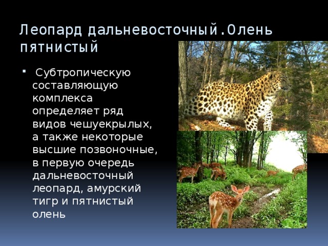 Леопард дальневосточный. Олень пятнистый  Субтропическую составляющую комплекса определяет ряд видов чешуекрылых, а также некоторые высшие позвоночные, в первую очередь дальневосточный леопард, амурский тигр и пятнистый олень 