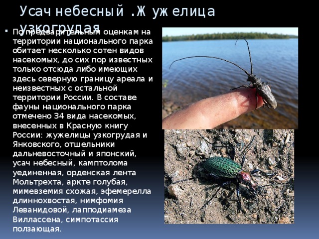 Усач небесный . Жужелица узкогрудая По предварительным оценкам на территории национального парка обитает несколько сотен видов насекомых, до сих пор известных только отсюда либо имеющих здесь северную границу ареала и неизвестных с остальной территории России. В составе фауны национального парка отмечено 34 вида насекомых, внесенных в Красную книгу России: жужелицы узкогрудая и Янковского, отшельники дальневосточный и японский, усач небесный, камптолома уединенная, орденская лента Мольтрехта, аркте голубая, мимевземия схожая, эфемерелла длиннохвостая, нимфомия Леванидовой, лапподиамеза Виллассена, симпотассия ползающая. 