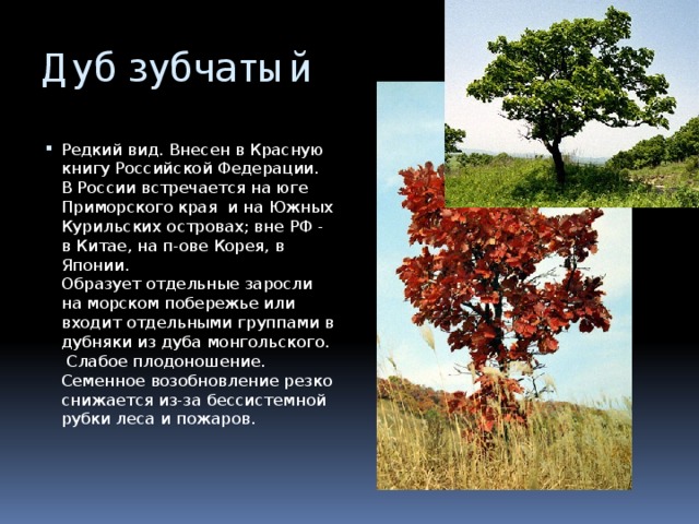 Дуб зубчатый Редкий вид. Внесен в Красную книгу Российской Федерации.  В России встречается на юге Приморского края и на Южных Курильских островах; вне РФ - в Китае, на п-ове Корея, в Японии.  Образует отдельные заросли на морском побережье или входит отдельными группами в дубняки из дуба монгольского.  Слабое плодоношение. Семенное возобновление резко снижается из-за бессистемной рубки леса и пожаров.   
