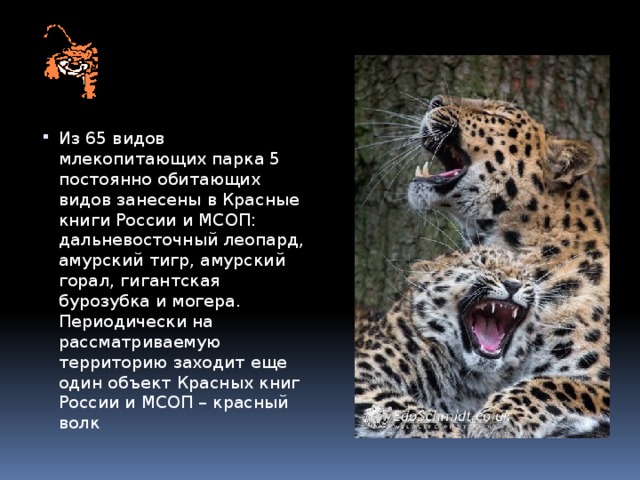 Из 65 видов млекопитающих парка 5 постоянно обитающих видов занесены в Красные книги России и МСОП: дальневосточный леопард, амурский тигр, амурский горал, гигантская бурозубка и могера. Периодически на рассматриваемую территорию заходит еще один объект Красных книг России и МСОП – красный волк 