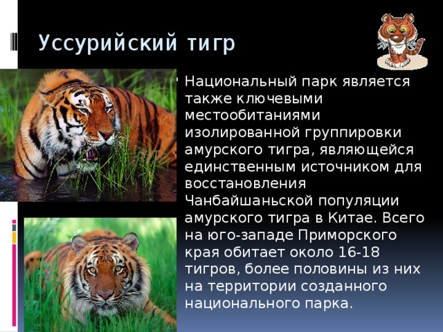 Уссурийский тигр Национальный парк является также ключевыми местообитаниями изолированной группировки амурского тигра, являющейся единственным источником для восстановления Чанбайшаньской популяции амурского тигра в Китае. Всего на юго-западе Приморского края обитает около 16-18 тигров, более половины из них на территории созданного национального парка. 