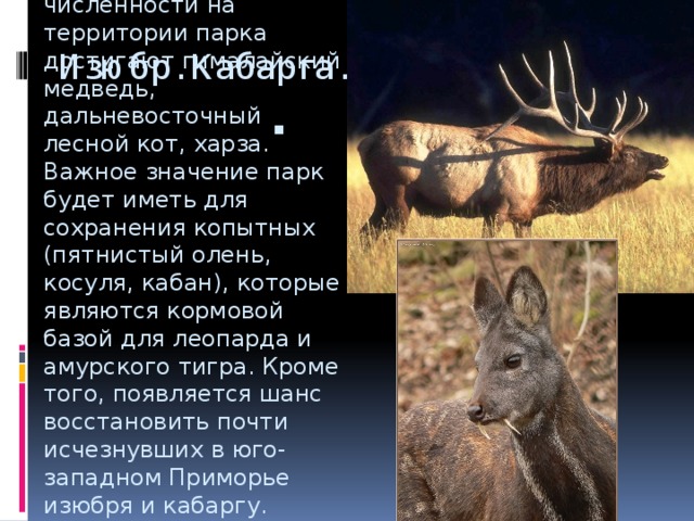 Изюбр. Кабарга. Значительной численности на территории парка достигают гималайский медведь, дальневосточный лесной кот, харза. Важное значение парк будет иметь для сохранения копытных (пятнистый олень, косуля, кабан), которые являются кормовой базой для леопарда и амурского тигра. Кроме того, появляется шанс восстановить почти исчезнувших в юго-западном Приморье изюбря и кабаргу. 