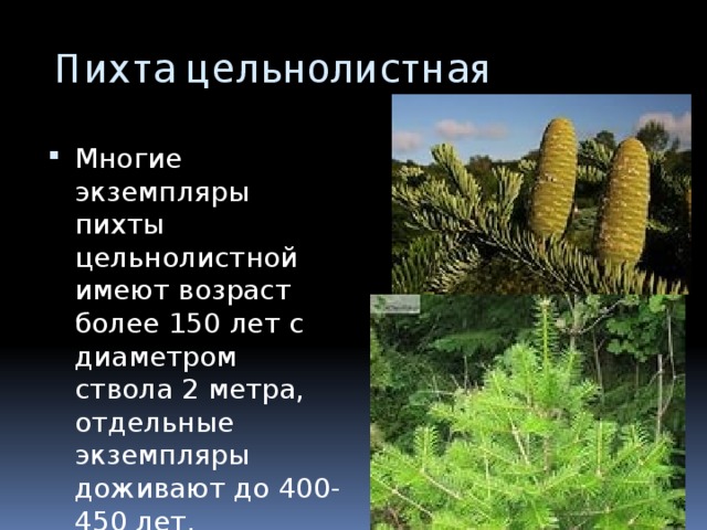  Пихта цельнолистная Многие экземпляры пихты цельнолистной имеют возраст более 150 лет с диаметром ствола 2 метра, отдельные экземпляры доживают до 400-450 лет. 