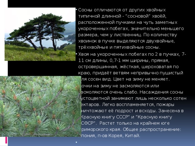 Сосны отличаются от других хвойных типичной длинной - “сосновой” хвоёй, расположенной пучками на чуть заметных укороченных побегах, значительно меньшего размера, чем у лиственниц. По количеству хвоинок в пучке выделяются двухвойные, трёххвойные и пятихвойные сосны.  Хвоя на укороченных побегах по 2 в пучках, 7-11 см длины, 0,7-1 мм ширины, прямая, островершинная, жёсткая, шероховатая по краю, придаёт ветвям непривычно пушистый для сосен вид. Цвет на зиму не меняет. Почки на зиму не засмоляются или засмоляются очень слабо. Насаждения сосны густоцветной занимают лишь несколько сотен гектаров. Легко воспламеняется, пожары уничтожают её подрост и всходы. Занесена в “Красную книгу СССР” и “Красную книгу РСФСР“.  Растет только на крайнем юге Приморского края. Общее распространение: Япония, п-ов Корея, Китай.   