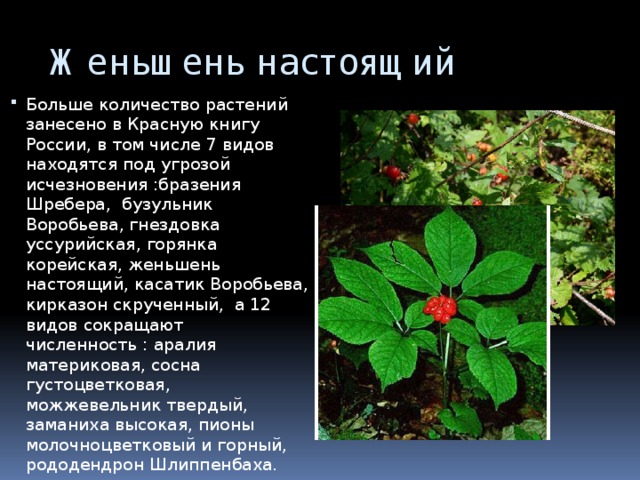  Женьшень настоящий Больше количество растений занесено в Красную книгу России, в том числе 7 видов находятся под угрозой исчезновения :бразения Шребера, бузульник Воробьева, гнездовка уссурийская, горянка корейская, женьшень настоящий, касатик Воробьева, кирказон скрученный, а 12 видов сокращают численность : аралия материковая, сосна густоцветковая, можжевельник твердый, заманиха высокая, пионы молочноцветковый и горный, рододендрон Шлиппенбаха. 
