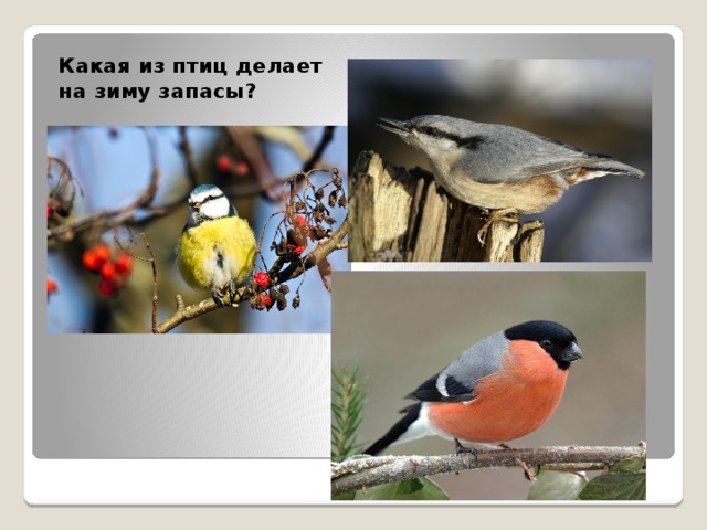 Какая из птиц делает на зиму запасы? 