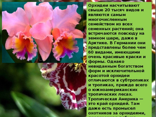Орхидеи насчитывают свыше 20 тысяч видов и являются самым многочисленным семейством из всех семенных растений; она встречаются повсюду на земном шаре, даже в Арктике. В Германии они представлены более чем 60 видами, имеющими очень красивые краски и формы. Однако невиданным богатством форм и исключительной красотой орхидеи отличаются в субтропиках и тропиках, прежде всего о южноамериканских тропических лесах. Тропическая Америка — это край орхидей. Там даже есть промысел охотников за орхидеями, драгоценная добыча которых на специальных судах доставляется в Европу. 