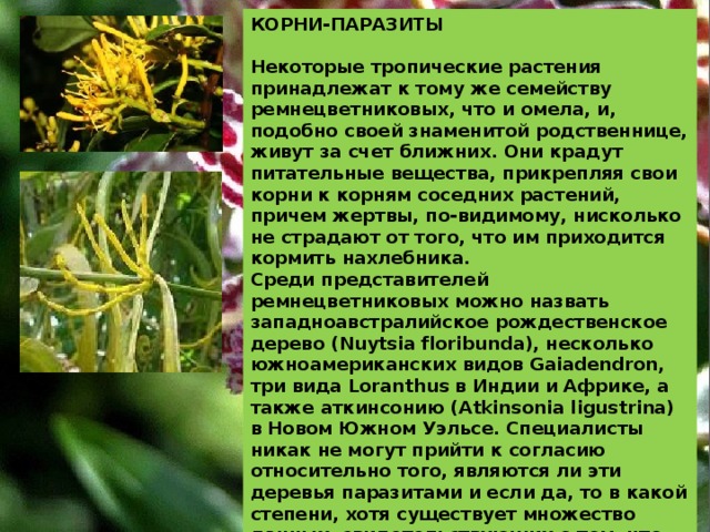 КОРНИ-ПАРАЗИТЫ  Некоторые тропические растения принадлежат к тому же семейству ремнецветниковых, что и омела, и, подобно своей знаменитой родственнице, живут за счет ближних. Они крадут питательные вещества, прикрепляя свои корни к корням соседних растений, причем жертвы, по-видимому, нисколько не страдают от того, что им приходится кормить нахлебника. Среди представителей ремнецветниковых можно назвать западноавстралийское рождественское дерево (Nuytsia floribunda), несколько южноамериканских видов Gaiadendron, три вида Lоranthus в Индии и Африке, а также аткинсонию (Atkinsonia ligustrina) в Новом Южном Уэльсе. Специалисты никак не могут прийти к согласию относительно того, являются ли эти деревья паразитами и если да, то в какой степени, хотя существует множество данных, свидетельствующих о том, что они живут за чужой счет.  