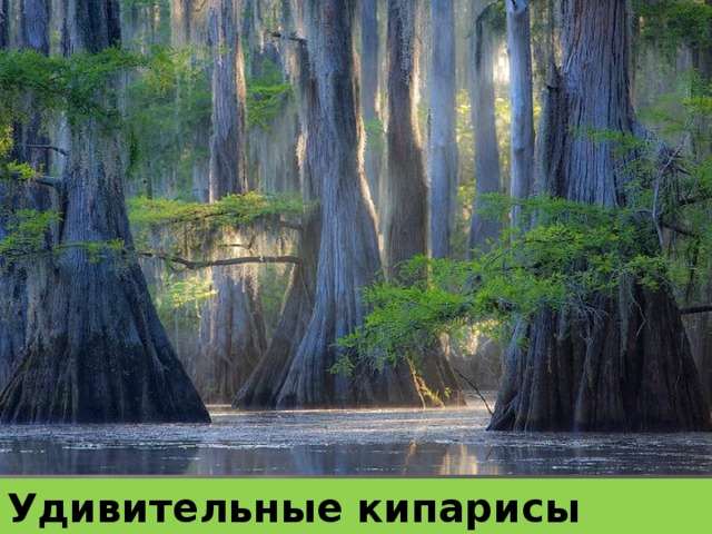 Удивительные кипарисы озера Каддо 