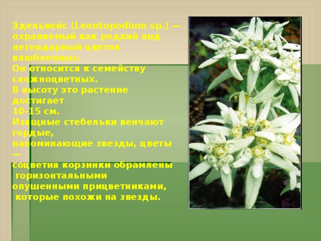 Эдельвейс (Leontopodium sp.) — охраняемый как редкий вид легендарный цветок влюбленных. Он относится к семейству сложноцветных. В высоту это растение достигает 10-15 см. Изящные стебельки венчают гордые, напоминающие звезды, цветы — соцветия корзинки обрамлены  горизонтальными опушенными прицветниками,  которые похожи на звезды.   