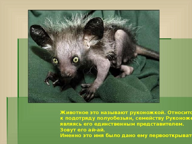 Животное это называют руконожкой. Относится оно к подотряду полуобезьян, семейству Руконожек, являясь его единственным представителем. Зовут его ай-ай. Именно это имя было дано ему первооткрывателем. 
