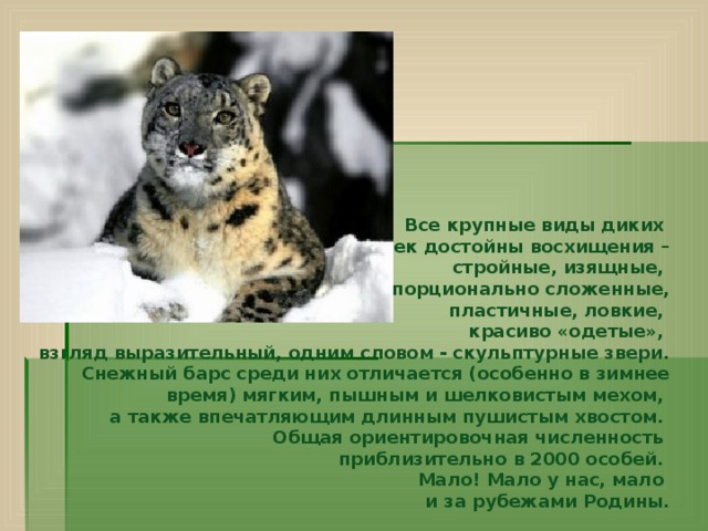  Все крупные виды диких кошек достойны восхищения –  стройные, изящные, пропорционально сложенные,  пластичные, ловкие, красиво «одетые», взгляд выразительный, одним словом - скульптурные звери. Снежный барс среди них отличается (особенно в зимнее время) мягким, пышным и шелковистым мехом, а также впечатляющим длинным пушистым хвостом.  Общая ориентировочная численность приблизительно в 2000 особей. Мало! Мало у нас, мало и за рубежами Родины.   