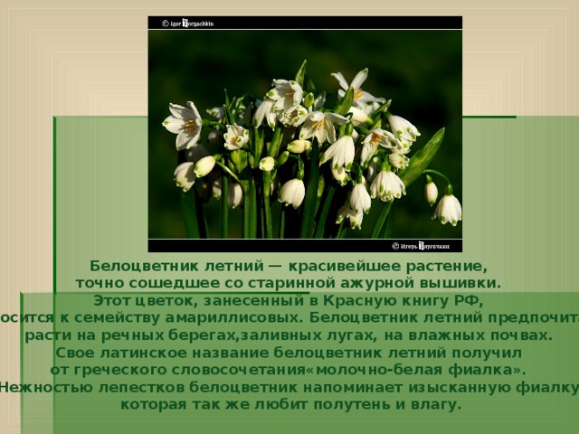 Белоцветник летний — красивейшее растение, точно сошедшее со старинной ажурной вышивки. Этот цветок, занесенный в Красную книгу РФ, относится к семейству амариллисовых. Белоцветник летний предпочитает расти на речных берегах,заливных лугах, на влажных почвах. Свое латинское название белоцветник летний получил от греческого словосочетания«молочно-белая фиалка». Нежностью лепестков белоцветник напоминает изысканную фиалку, которая так же любит полутень и влагу. 