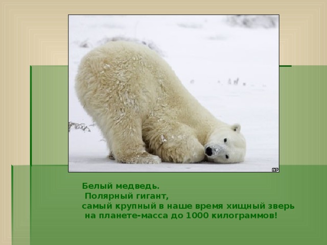Белый медведь.  Полярный гигант, самый крупный в наше время хищный зверь  на планете-масса до 1000 килограммов! 