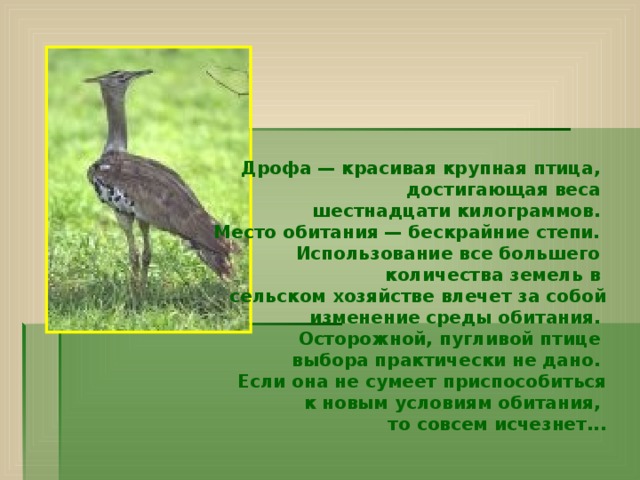 Дрофа — красивая крупная птица, достигающая веса шестнадцати килограммов. Место обитания — бескрайние степи. Использование все большего количествa земель в сельском хозяйстве влечет за собой  изменение среды обитания. Осторожной, пугливой птице выбора практически не дано. Если она не сумеет приспособиться  к новым условиям обитания, то совсем исчезнет...    