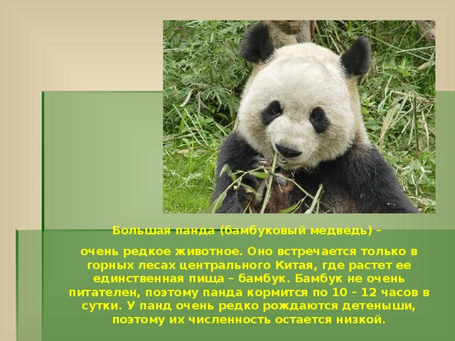 Большая панда (бамбуковый медведь) – очень редкое животное. Оно встречается только в горных лесах центрального Китая, где растет ее единственная пища – бамбук. Бамбук не очень питателен, поэтому панда кормится по 10 – 12 часов в сутки. У панд очень редко рождаются детеныши, поэтому их численность остается низкой. 