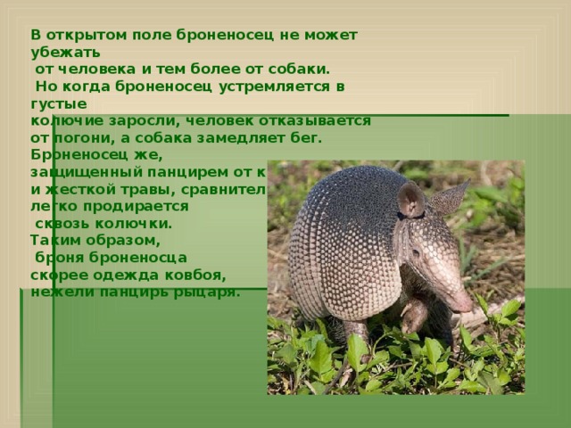 В открытом поле броненосец не может убежать  от человека и тем более от собаки.  Но когда броненосец устремляется в густые колючие заросли, человек отказывается от погони, а собака замедляет бег. Броненосец же, защищенный панцирем от колючих кустов и жесткой травы, сравнительно легко продирается  сквозь колючки. Таким образом,  броня броненосца скорее одежда ковбоя, нежели панцирь рыцаря.    