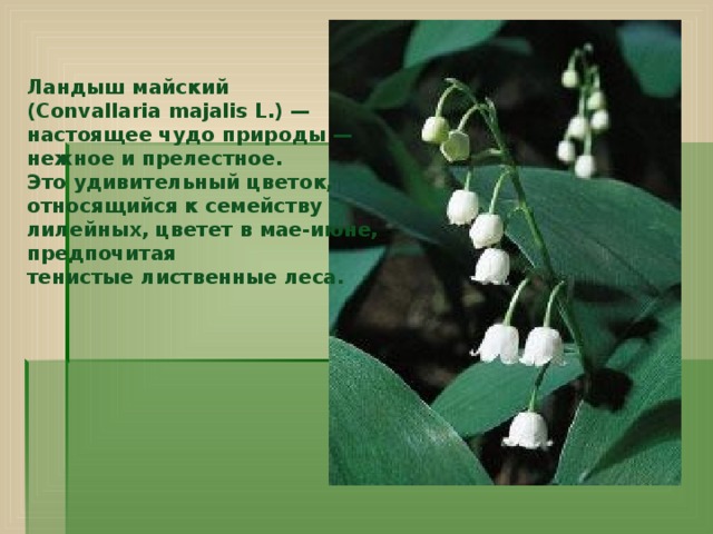 Ландыш майский (Convallaria majalis L.) — настоящее чудо природы — нежное и прелестное. Это удивительный цветок, относящийся к семейству лилейных, цветет в мае-июне, предпочитая тенистые лиственные леса. 
