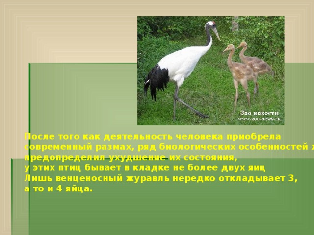 После того как деятельность человека приобрела современный размах, ряд биологических особенностей журавлей предопределил ухудшение их состояния, у этих птиц бывает в кладке не более двух яиц Лишь венценосный журавль нередко откладывает 3, а то и 4 яйца.   