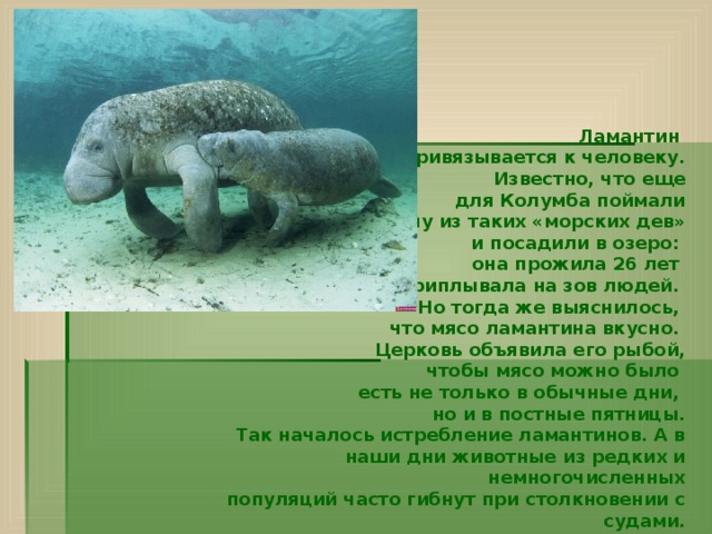 Ламантин привязывается к человеку.  Известно, что еще  для Колумба поймали  одну из таких «морских дев»  и посадили в озеро: она прожила 26 лет и приплывала на зов людей. Но тогда же выяснилось, что мясо ламантина вкусно. Церковь объявила его рыбой,  чтобы мясо можно было есть не только в обычные дни, но и в постные пятницы.  Так началось истребление ламантинов. А в наши дни животные из редких и немногочисленных  популяций часто гибнут при столкновении с судами.   