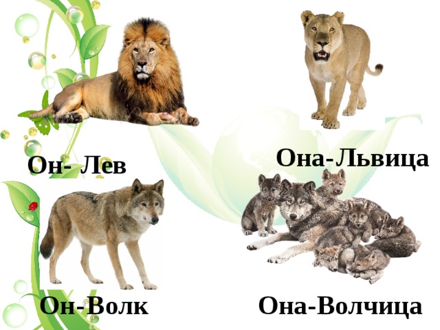 Львица  Она-  Он- Лев Волчица Волк  Она-  Он- 