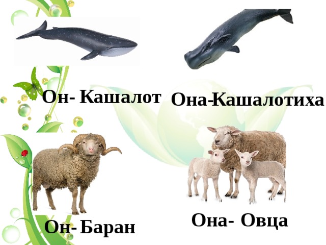  Он- Кашалот Кашалотиха  Она-  Она- Овца  Он- Баран 