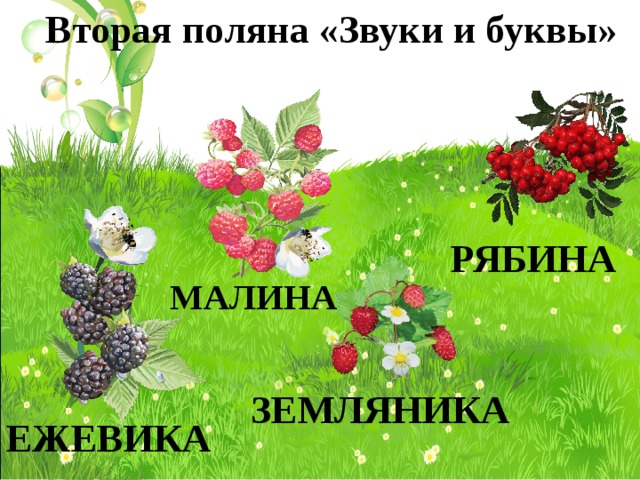  Вторая поляна «Звуки и буквы» РЯБИНА МАЛИНА ЗЕМЛЯНИКА ЕЖЕВИКА 