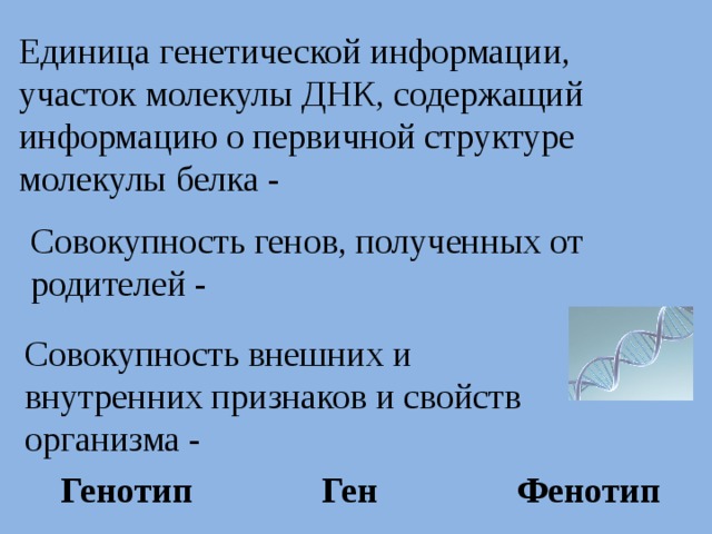 Единица генетической информации, участок молекулы ДНК, содержащий информацию о первичной структуре молекулы белка - Совокупность генов, полученных от родителей - Совокупность внешних и внутренних признаков и свойств организма - Ген Генотип Фенотип 