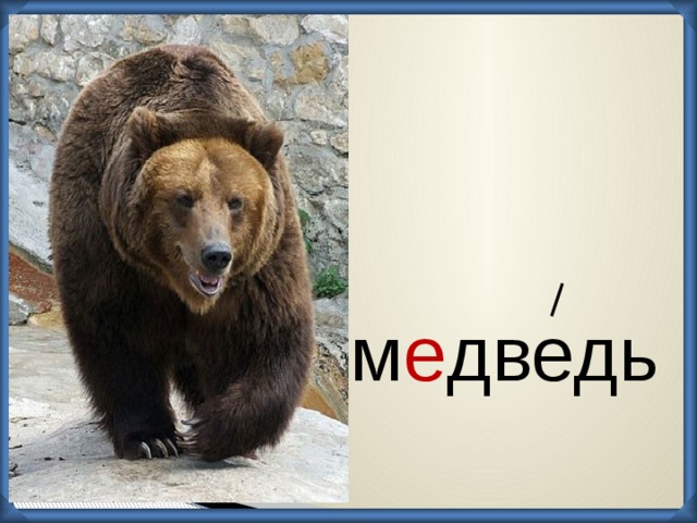 м е дведь  