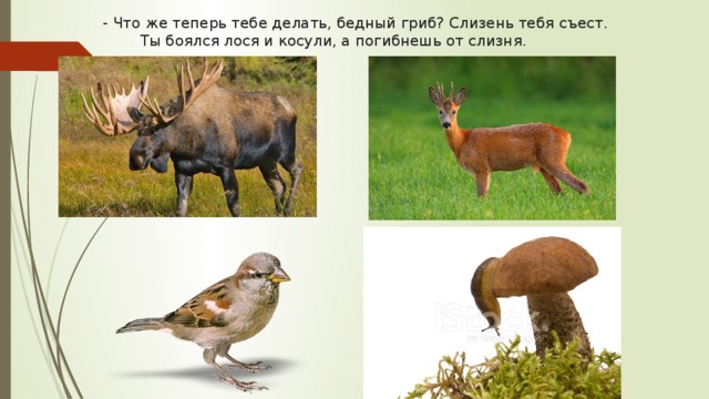 - Что же теперь тебе делать, бедный гриб? Слизень тебя съест. Ты боялся лося и косули, а погибнешь от слизня. 