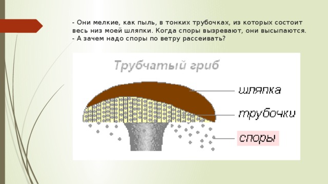 - Они мелкие, как пыль, в тонких трубочках, из которых состоит весь низ моей шляпки. Когда споры вызревают, они высыпаются.  - А зачем надо споры по ветру рассеивать? 
