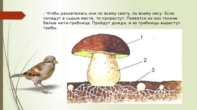 - Чтобы разлетелись они по всему свету, по всему лесу. Если попадут в сырые места, то прорастут. Появятся из них тонкие белые нити-грибница. Пройдут дожди, и из грибницы вырастут грибы. 