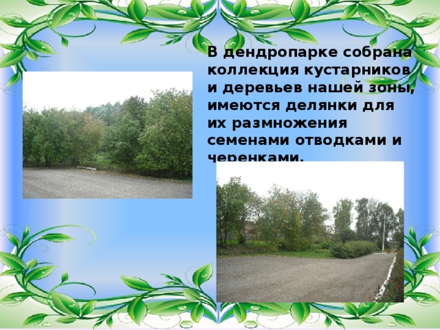 В дендропарке собрана коллекция кустарников и деревьев нашей зоны, имеются делянки для их размножения семенами отводками и черенками. 