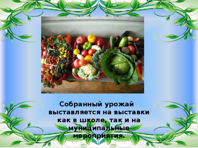 Собранный урожай выставляется на выставки как в школе, так и на муниципальные мероприятия. 
