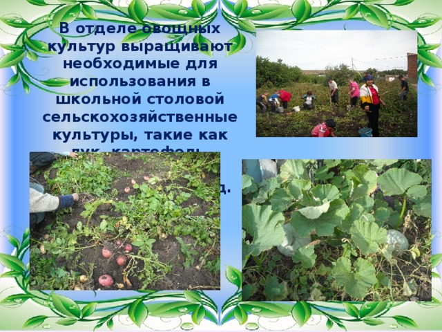 В отделе овощных культур выращивают необходимые для использования в школьной столовой сельскохозяйственные культуры, такие как лук, картофель, морковь, свекла, кабачки, тыква и т.д.  