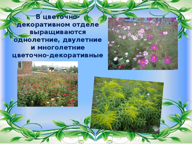 В цветочно-декоративном отделе выращиваются однолетние, двулетние и многолетние цветочно-декоративные растения. 