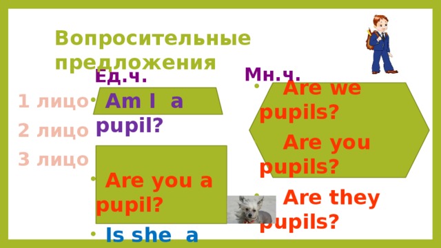  Вопросительные предложения Мн.ч. Ед.ч.  Am I a pupil?   Are you a pupil?   Is she a pupil?  Is he a pupil?   Is it a dog? 1 лицо  Are we pupils?  Are you pupils?  Are they pupils? 2 лицо 3 лицо  