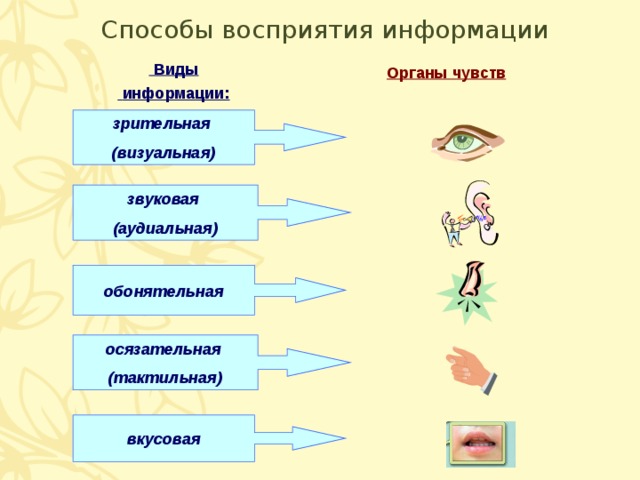 Способы восприятия информации  Виды  информации: Органы чувств зрительная (визуальная) звуковая (аудиальная) обонятельная осязательная (тактильная) вкусовая  